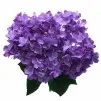 Jual Bunga Plastik Dekor Wedding, Dekor Pesta, Dekor Ruangan